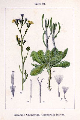 Chondrilla juncea L.