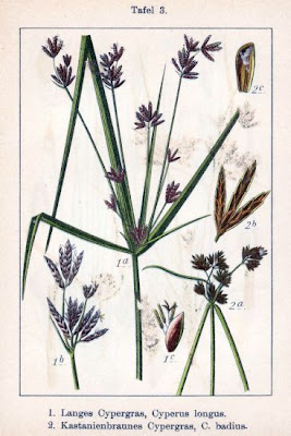 Galingale