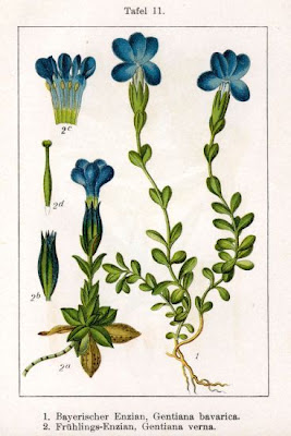 Genziana primaticcia