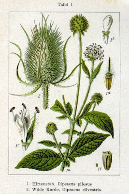 Common teasel