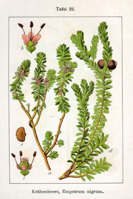 Black crowberry Black crowberry