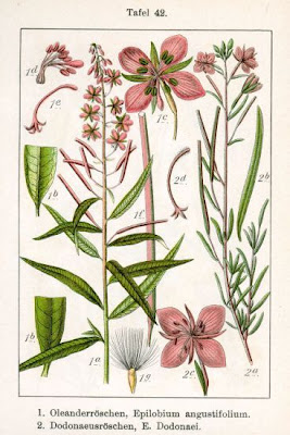 Erba di S. Antonio