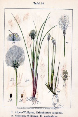 Alpine cottongrass Alpine cottongrass
