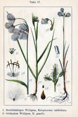 Eriophorum gracile Koch