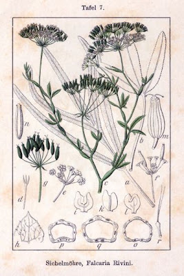 Falcaria rivini