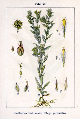 Bambagia comune
