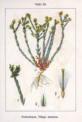 Bambagia minima Bambagia minima