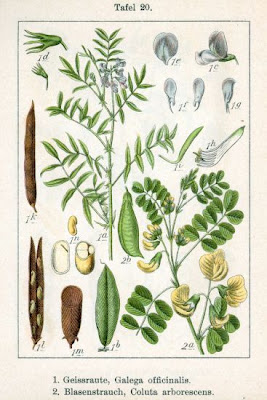 Galega officinalis,
Avanese,
Capraggine,
galega,
goat's rue,
goat's-rue,
goatsrue,
professor-weed,
professorweed