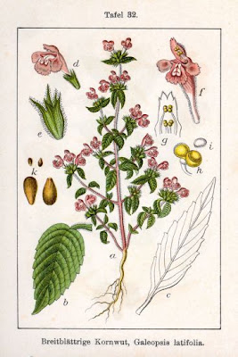 Galeopsis latifolia