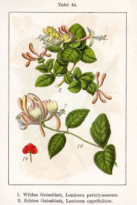 Lonicera periclymenum L.