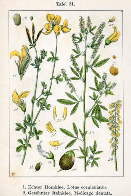 Garden bird's-foot-trefoil Garden bird's-foot-trefoil