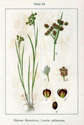 Fen Wood Rush