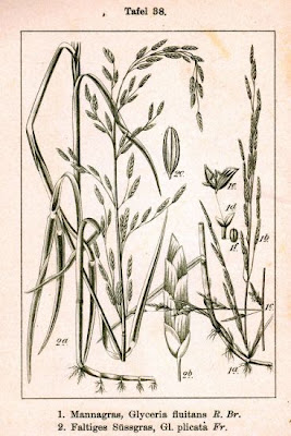 Gramignone minore