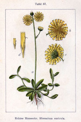 Eared Hawkweed