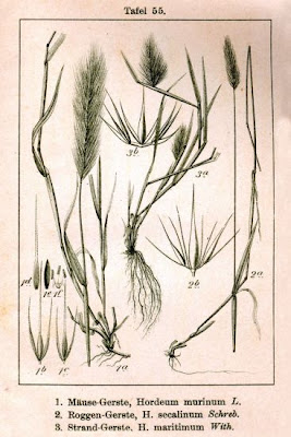 Hordeum secalinum,
,
false-rye barley,
meadow barley,
Orzo perenne,
Segale selvatica