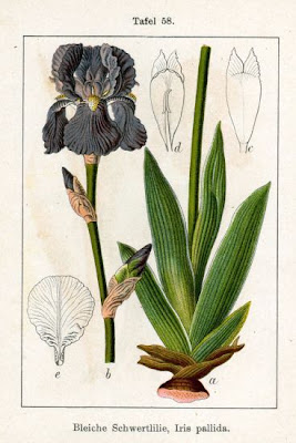 Dalmatian iris