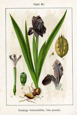 Dwarf iris