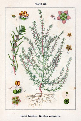 Kochia arenaria,
Granata arenaria