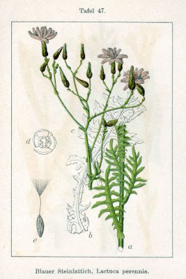 Lactuca perennis,
Blauer Lattich,
blue lettuce,
laitue perenne,
Lattuga rupestre,
lechuga azul,
Mountain Lettuce
