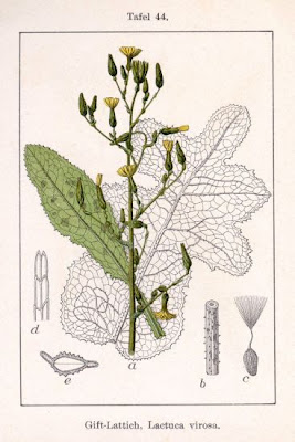 Lactuca virosa,
alface-brava-maior,
bitter lettuce,
Gift-Lattich,
laitue vireuse,
Lattuga velenosa,
lechuga ponzo&ntilde;osa,
wild lettuce