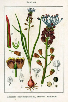 Lampagione