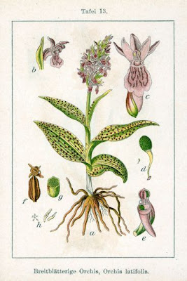 Broadleaf Orchis Broadleaf Orchis