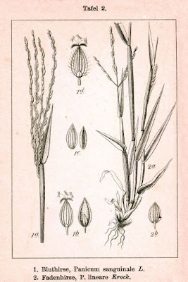 Hairy crabgrass