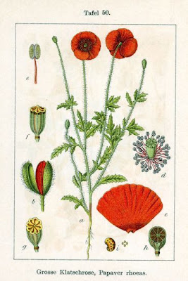 Flanders poppy