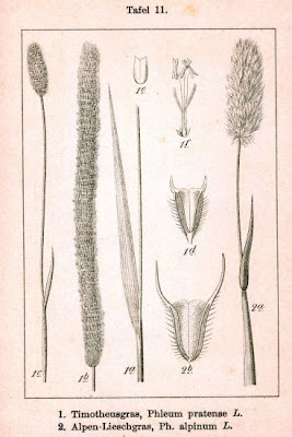 Codolina alpina Codolina alpina