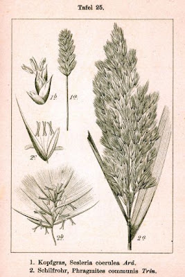Common reed Common reed