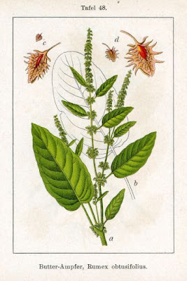 Laba�a-de-vaca-amarga