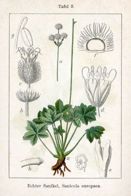 European sanicle