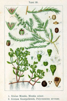 Polycnemum arvense L.