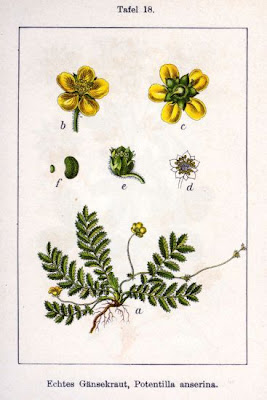 Argentina,
silverweed Argentina,
silverweed
