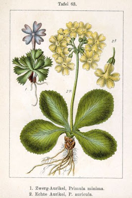 Auricula Auricula