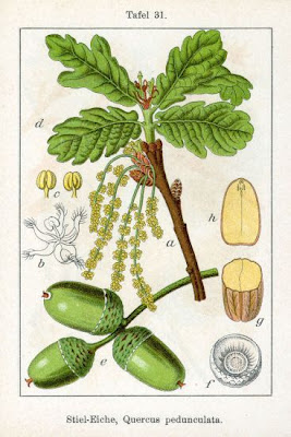 Quercus pedunculata