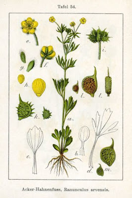 Ranunculus arvensis L.