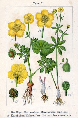 Ranunculus bulbosus L.