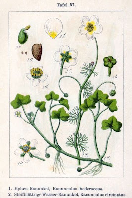Ranunculus circinatus,
,
buttercup,
Fan Leaved Water Crowfoot,
Ranuncolo circinnato