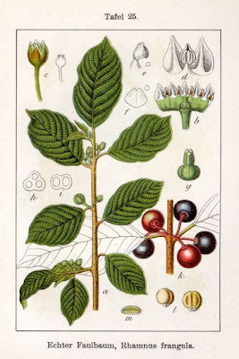 Columnar buckthorn Columnar buckthorn