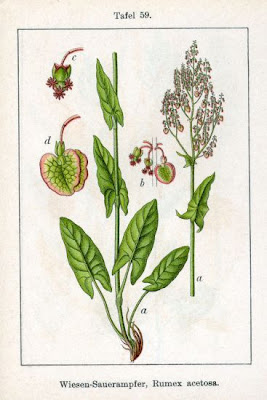 Azedas Azedas