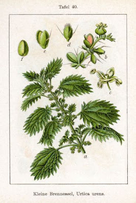 Burning nettle