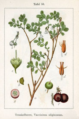 Vaccinium uliginosum,
bog bilberry,
bog blueberry,
Bog Whortleberry,
kuromamenoki,
Mirtillo falso,
Moosbeere,
Rauschbeere,
western-huckleberry