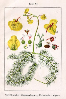 Erba-vescica comune
