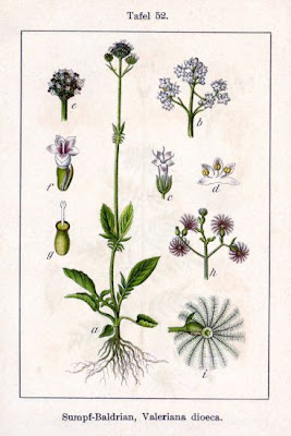 Valeriana dioeca
