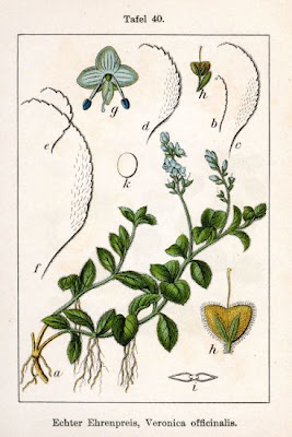Gypsyweed