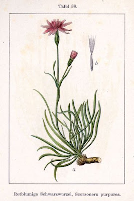 Scorzonera purpurea,
Purple Viper's Grass,
Scorzonera purpurea