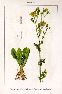 Jacobaea vulgaris,
erva-lanceta-do-Canad&aacute;,
Senecione di S. Giacomo,
St. James'-wort,
stinking Willie,
tansy ragwort