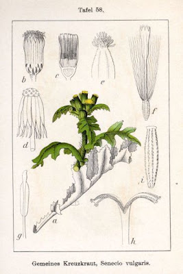 Calderina Calderina