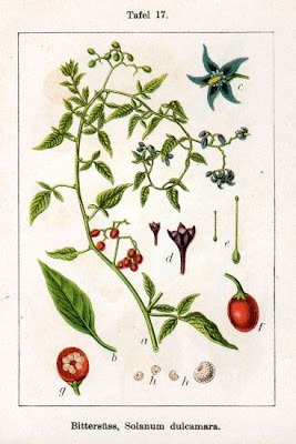 Climbing nightshade Climbing nightshade